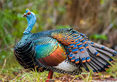 El majestuoso guajolote de Yucatán El majestuoso guajolote de Yucatán
