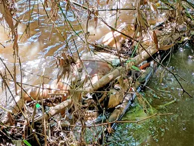 Localizan a hombre sin vida a orillas del río Suchiate