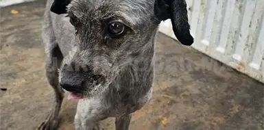 Rescatan y adoptan a lomito en SCLC