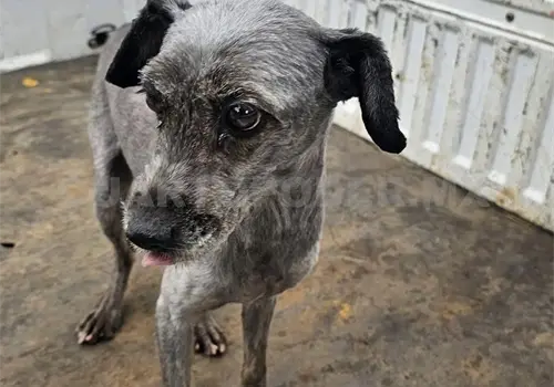 Rescatan y adoptan a lomito en SCLC