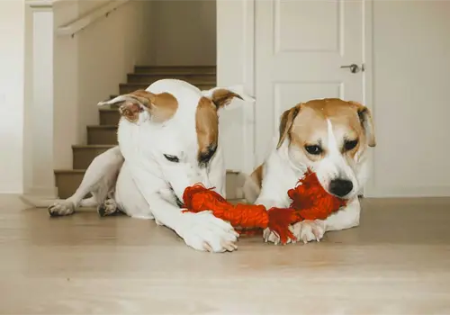 Tu perro puede ser adicto Tu perro puede ser adicto