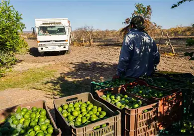 Limoneros están bajo fuego