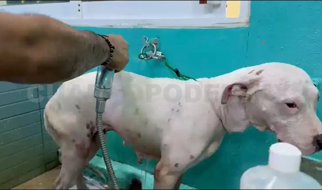 La perrita “Nina”, según los animalistas, estaba en malas condiciones. Ramón García / CP