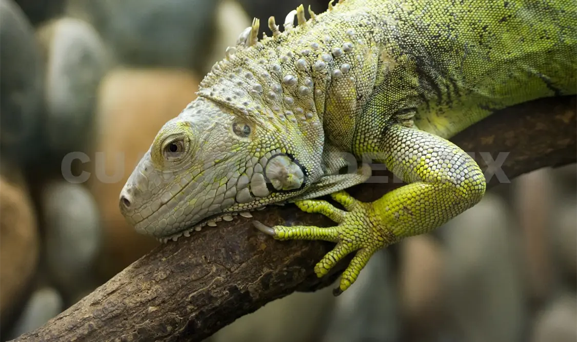 Las especies más reportadas son serpientes y boas, seguidas por tlacuaches e iguanas. Guillermo Ramos / CP