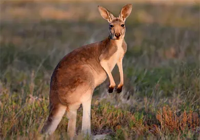 El curioso caso de los canguros zurdos