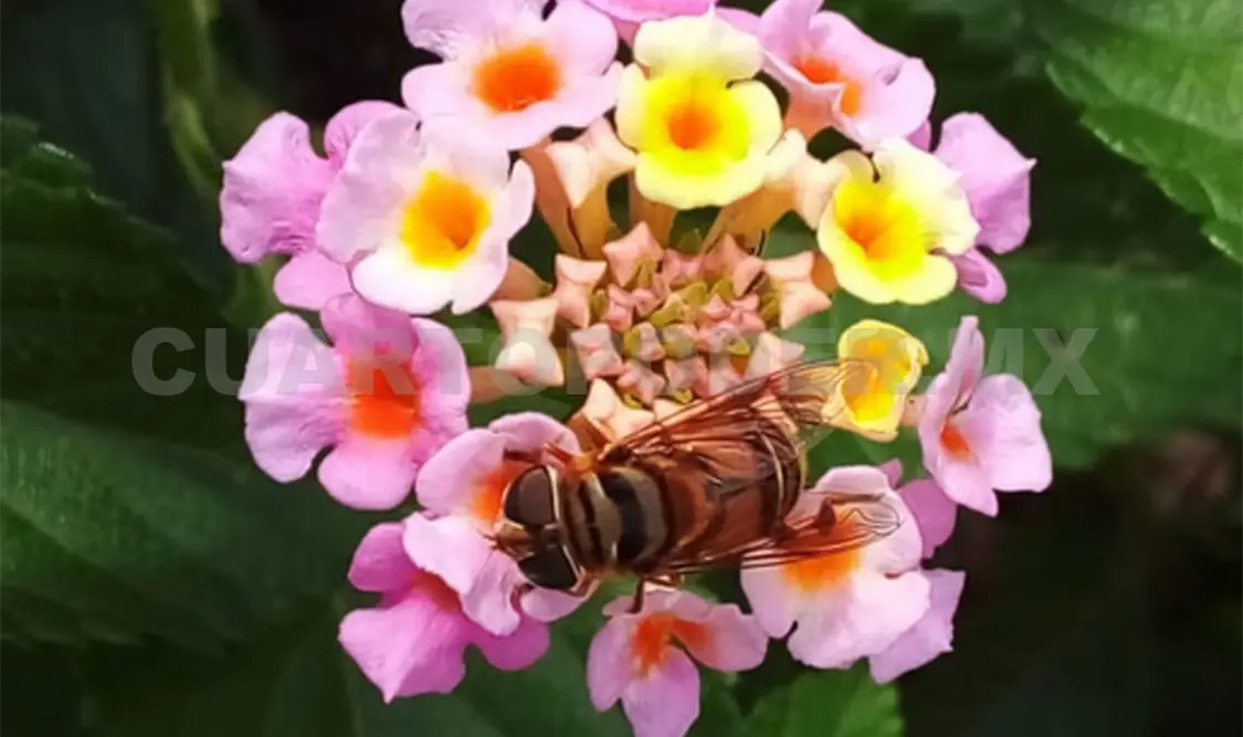 La especie es conocida como sírfido o “mosca de las flores”. CP