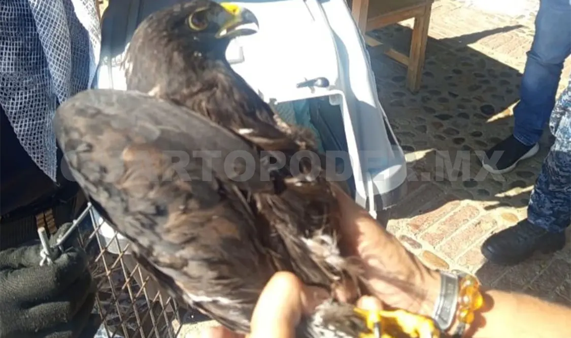 El ejemplar de águila negra fue entregado a la Profepa. Cortesía