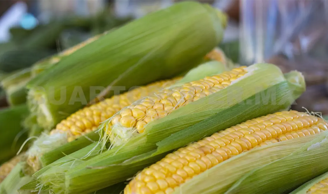 Señalan escenarios desfavorables para la sobrevivencia del maíz en Chiapas, según los modelos climáticos evaluados hasta el año 2100. Diego Pérez / CP