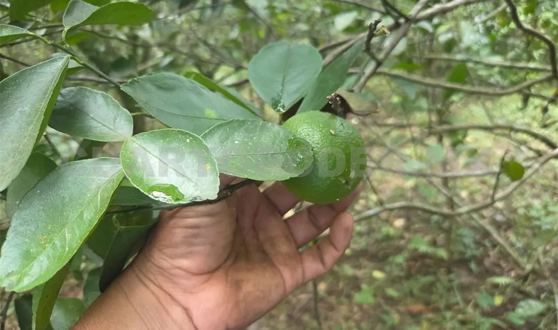 Señalan que el precio actual no permite la recuperación de los costos de producción. Cortesía