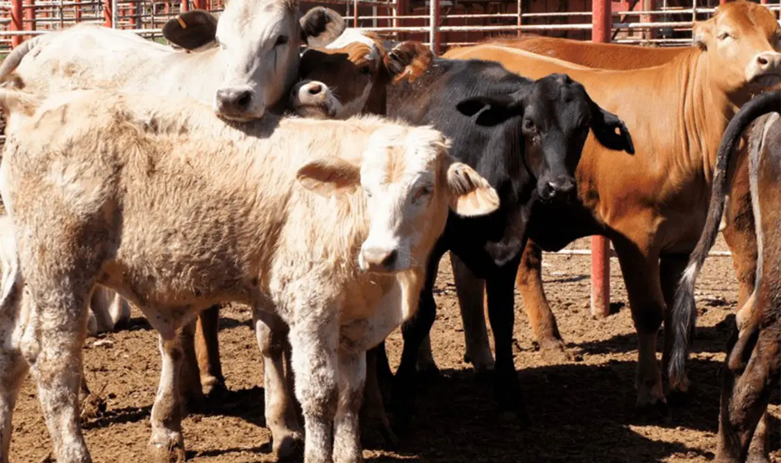 Sin fecha de reapertura de frontera: Sader