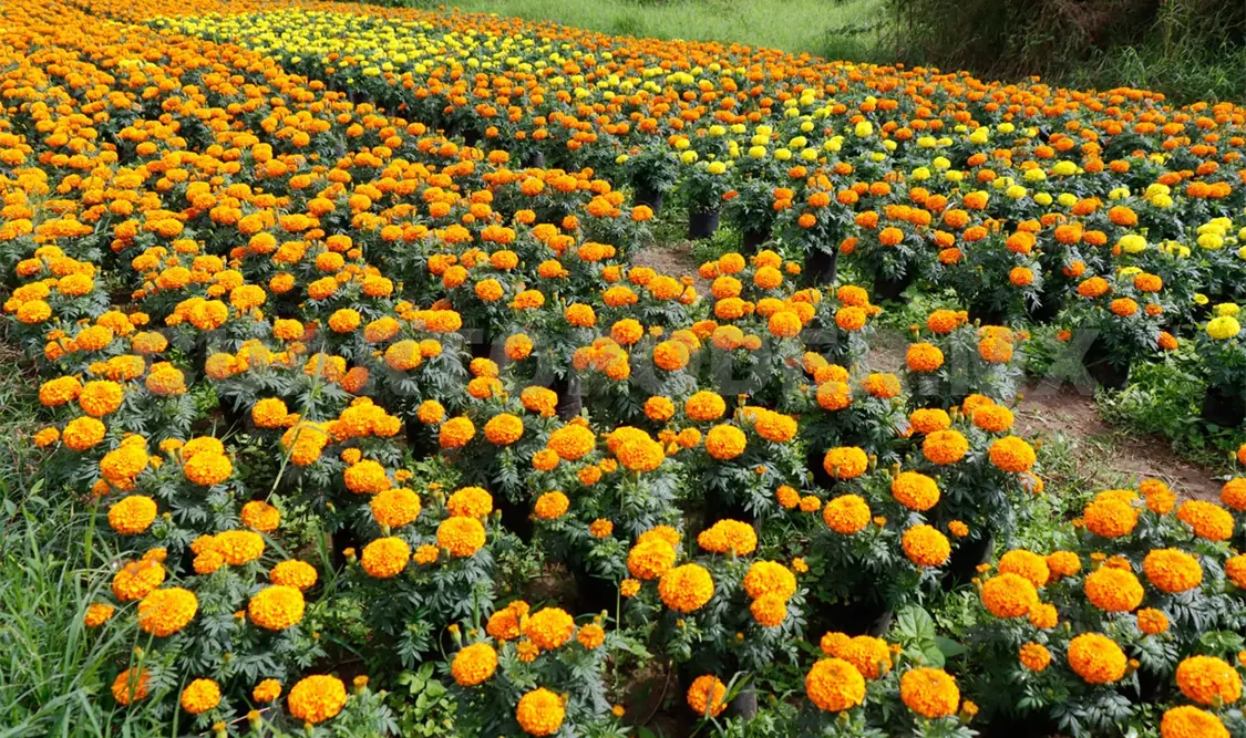 Cempasúchil: el sol que florece para los muertos