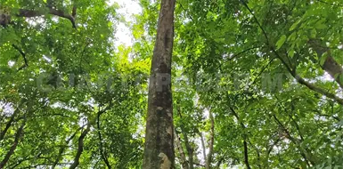 Actividades humanas afectan selvas y bosques