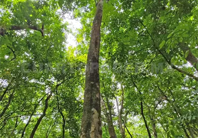 Actividades humanas afectan selvas y bosques Actividades humanas afectan selvas y bosques