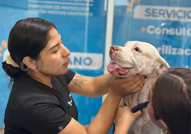 Rescatan a canino en condiciones insalubres Rescatan a canino en condiciones insalubres
