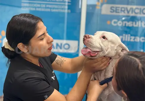 Rescatan a canino en condiciones insalubres