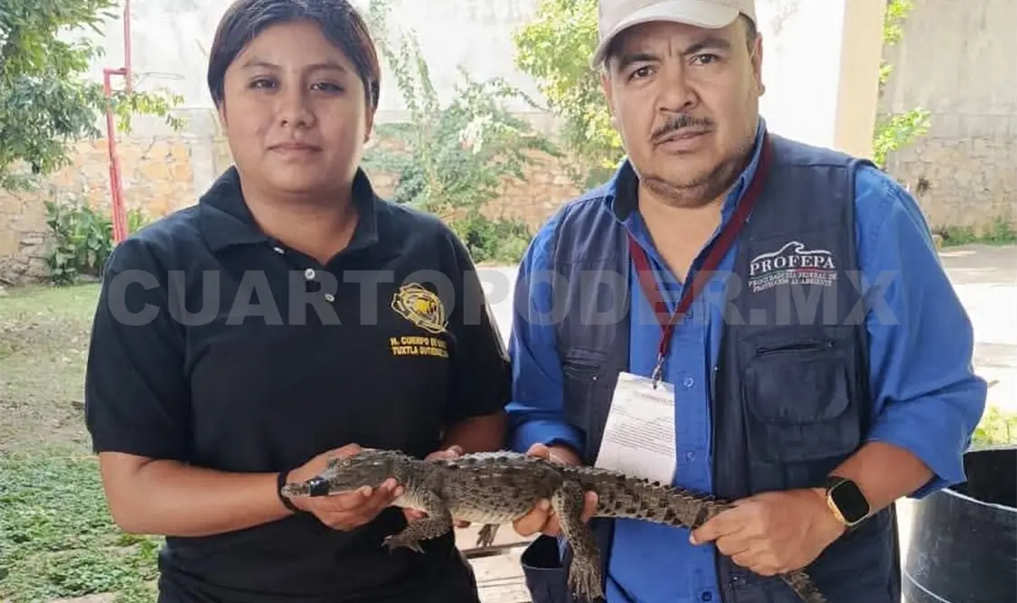 El Heroico Cuerpo de Bomberos aseguró el ejemplar y fue entregado a biólogos de la Profepa. CP