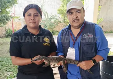 Rescatan a cocodrilo en colonia Satélite