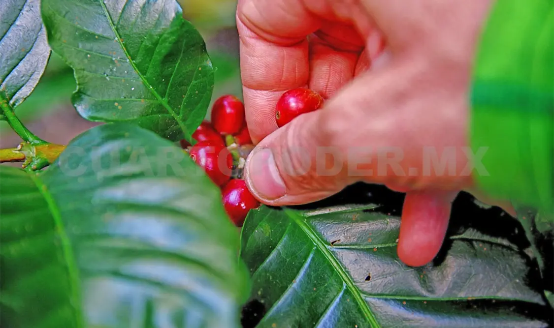 El cambio climático y sus efectos desplazan el cultivo del café a zonas más altas de las que se cultivan actualmente. Diego Pérez / CP