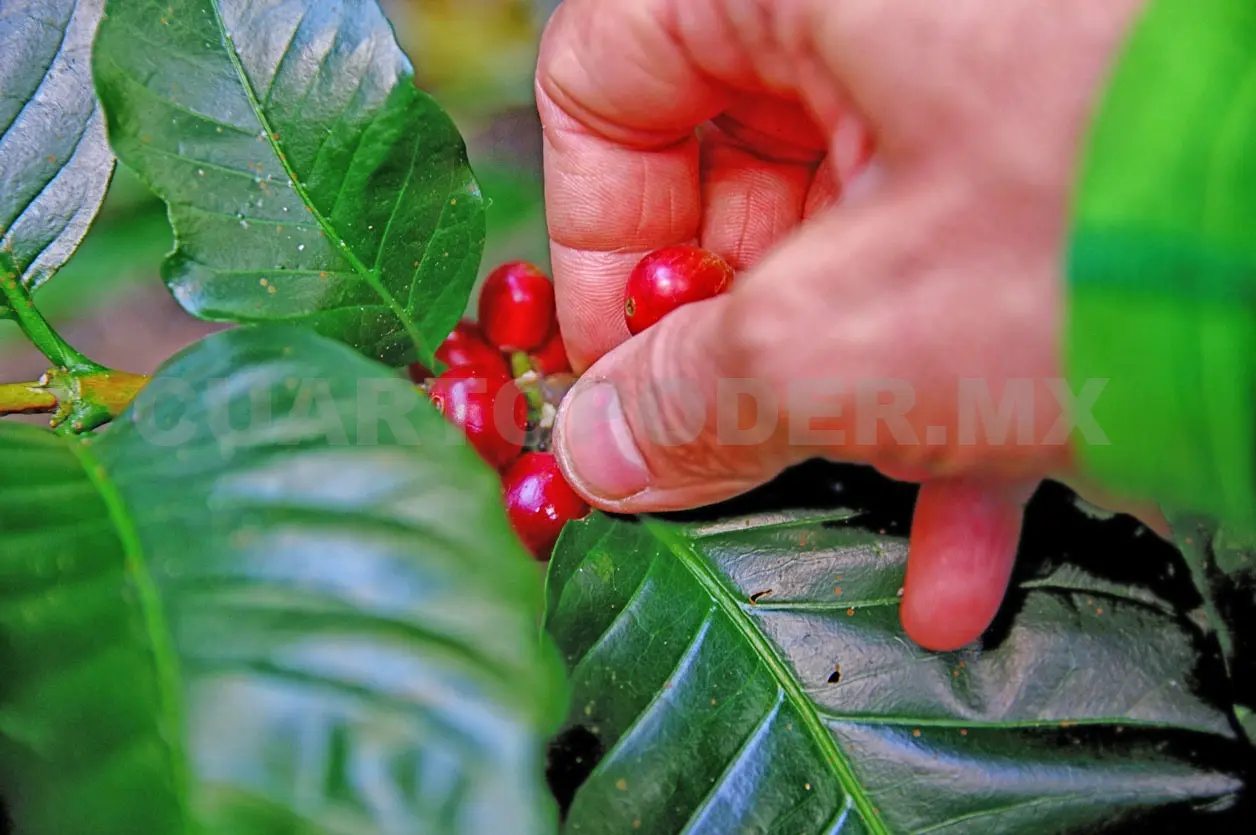 Cambio climático desplaza los cultivos