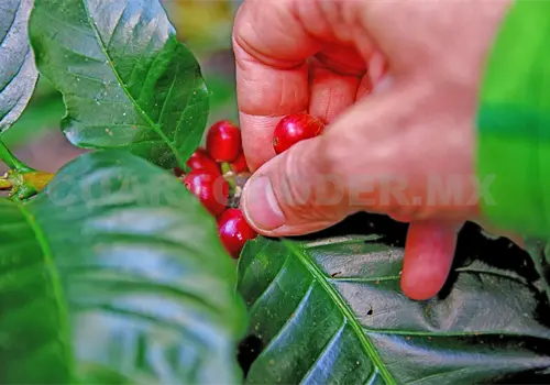 Cambio climático desplaza los cultivos Cambio climático desplaza los cultivos