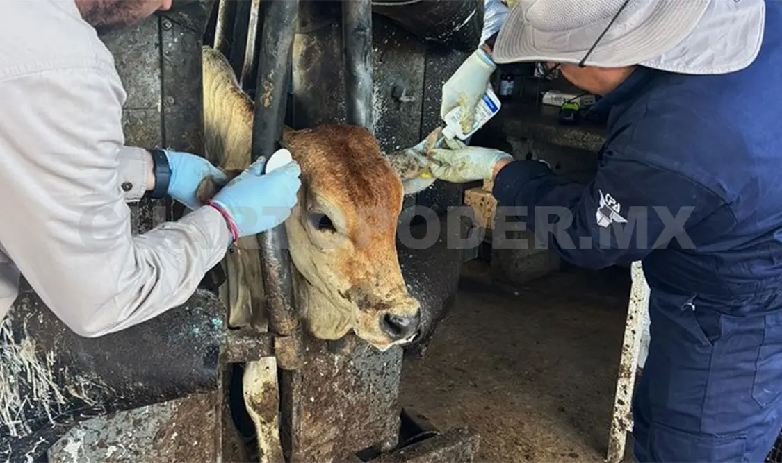 Insisten en el llamado a productores de ganado a que revisen adecuadamente a sus animales. Víctor Sánchez / CP