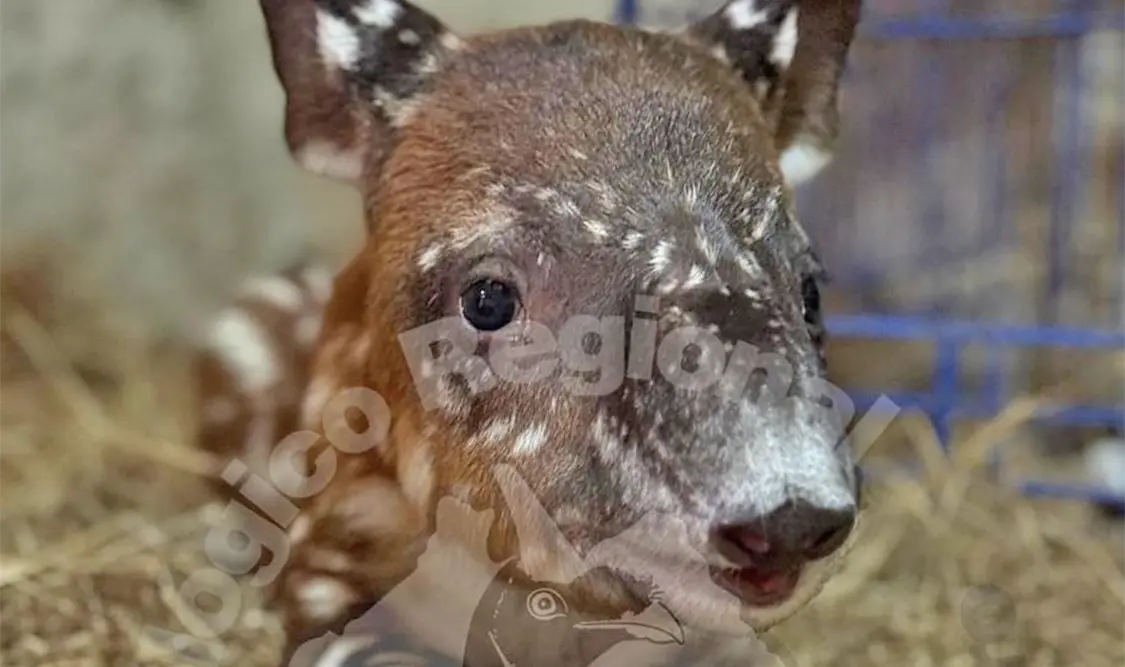 La cría recibe alimentación asistida, hidratación y monitoreo clínico continuo durante las 24 horas del día. CP