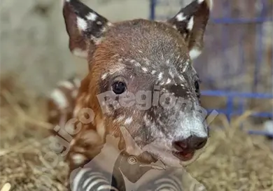 Nace cría de tapir centroamericano