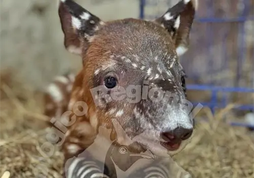 Nace cría de tapir centroamericano