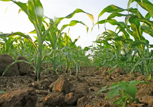 Nanofertilizantes, opción para reducir los agroquímicos