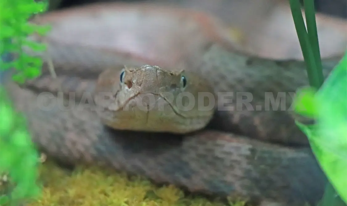 El evento se llevará a cabo en el marco del Congreso internacional sobre el manejo de fauna silvestre en América Latina. Elio Henríquez / CP