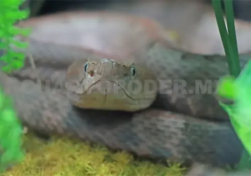 Realizan encuentro sobre fauna silvestre