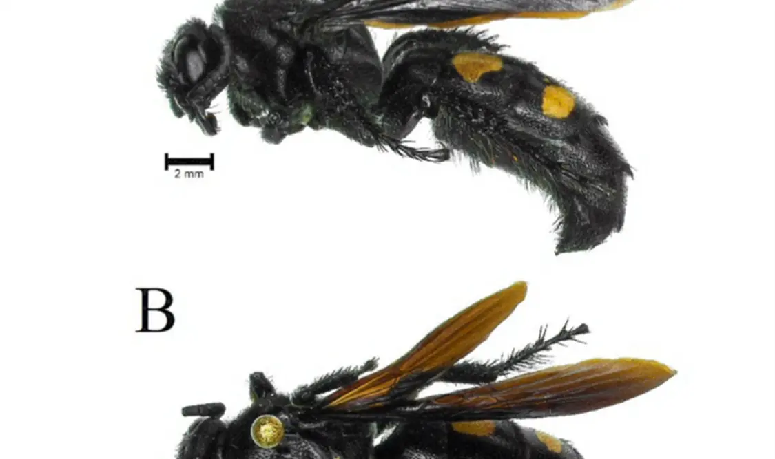 Este hallazgo subraya la vasta diversidad de insectos que aún queda por descubrir y documentar en las regiones neotropicales.