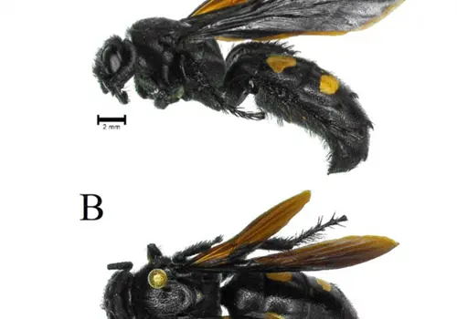Descubren nuevas especies de avispas gigantes