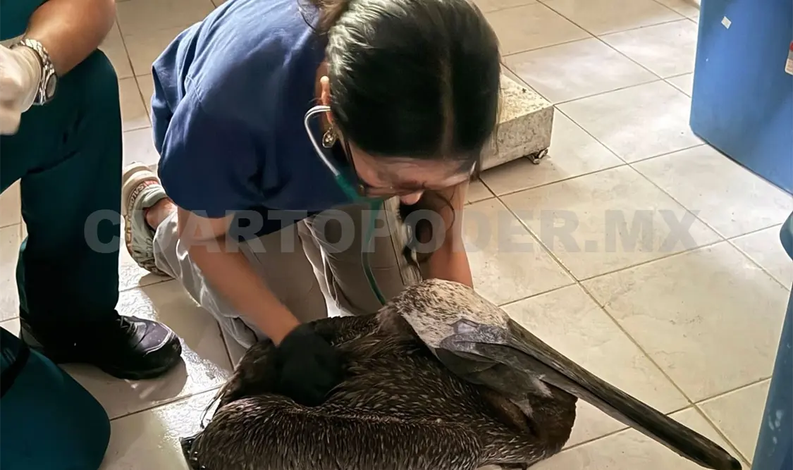 El evento se llevará a cabo del 10 al 14 de noviembre y es organizada por Ecosur, Pronatura y la Comfauna. Cortesía