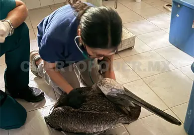 Realizarán congreso internacional sobre manejo de fauna