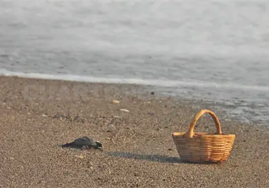 Migrantes invaden playas y roban huevos de tortuga