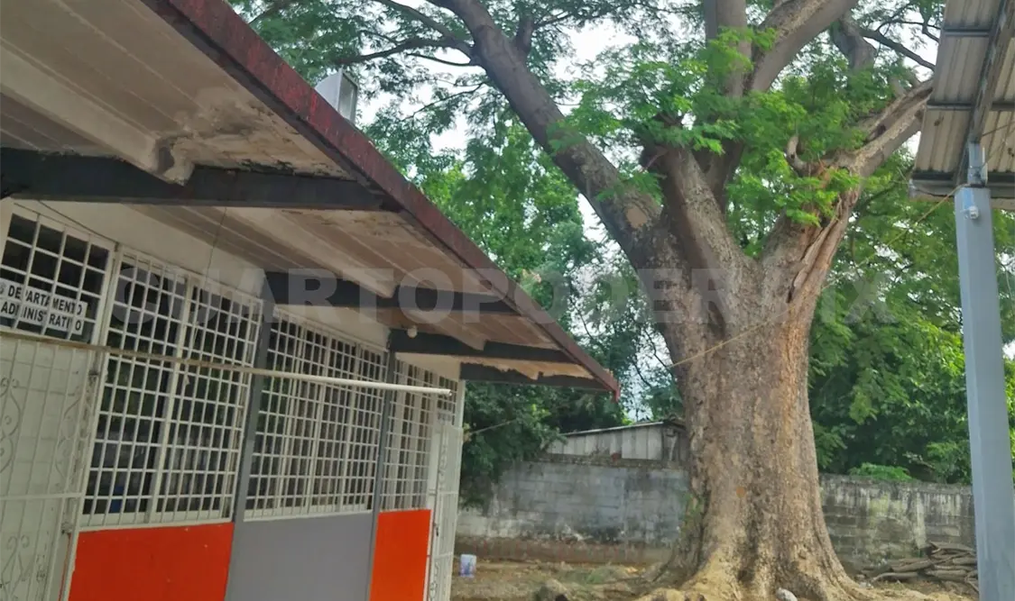 Las abejas arribaron a la escuela el pasado viernes. Noel Vázquez / CP