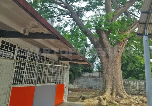 Suspenden clases por abejas africanas