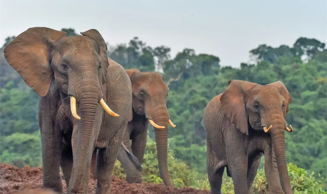 Tienen la trompa más fuerte del mundo