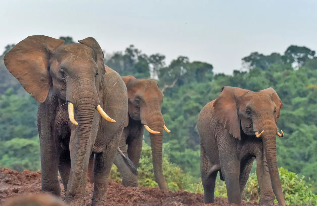 Tienen la trompa más fuerte del mundo
