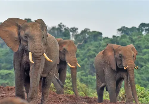 Tienen la trompa más fuerte del mundo