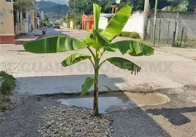 Siembran plátano en baches de Ocosingo