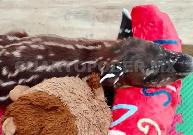 Cría de tapir enfrenta problema respiratorio