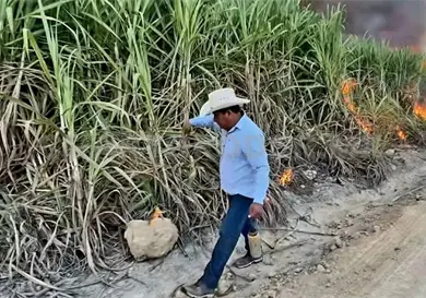 Arranca temporada de zafra 2025-2026