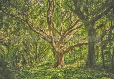 Seis millones de pesos para municipios limpios