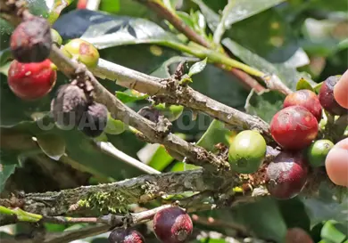 Encuentran alternativa contra broca del café en investigación