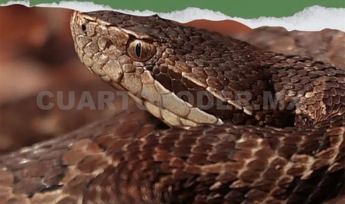 Buscan acercar a las personas al conocimiento y respeto por la fauna silvestre, en especial reptiles. Manuel Martínez / CP