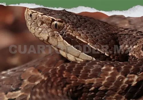 Impartirán charla sobre serpientes y accidentes