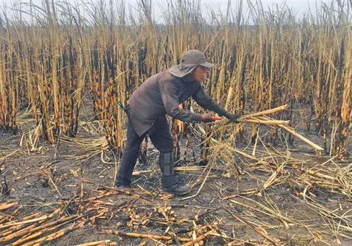 Productores celebran aranceles al azúcar Productores celebran aranceles al azúcar