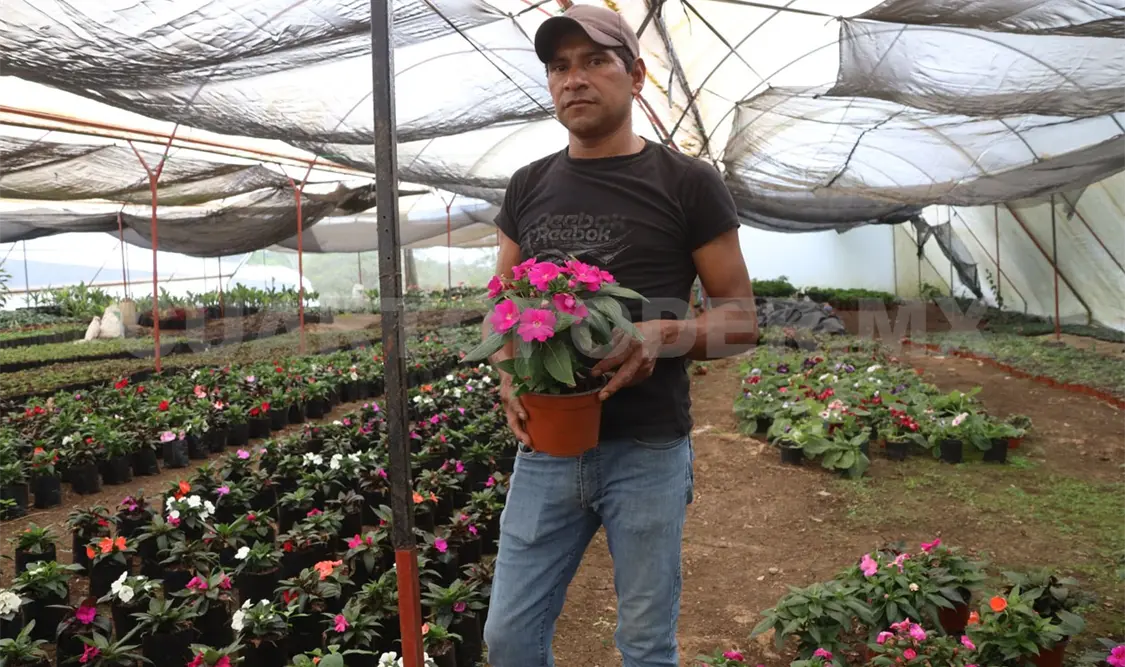 Producción de plantas, de las principales actividades económicas de Berriozábal. Carlos López / CP